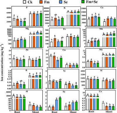 Arbuscular mycorrhizal fungi improve selenium uptake by modulating root transcriptome of rice (Oryza sativa L.)